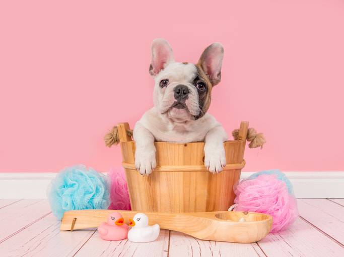como bañar a tu perro