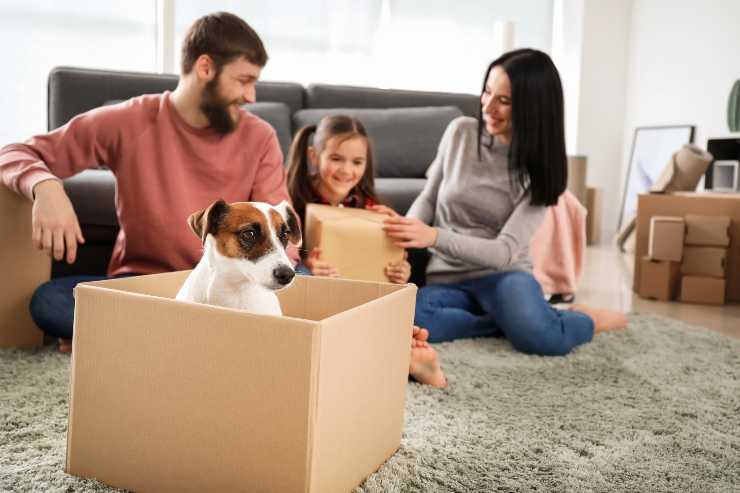 cuánto tiempo esperar para adoptar un nuevo perro