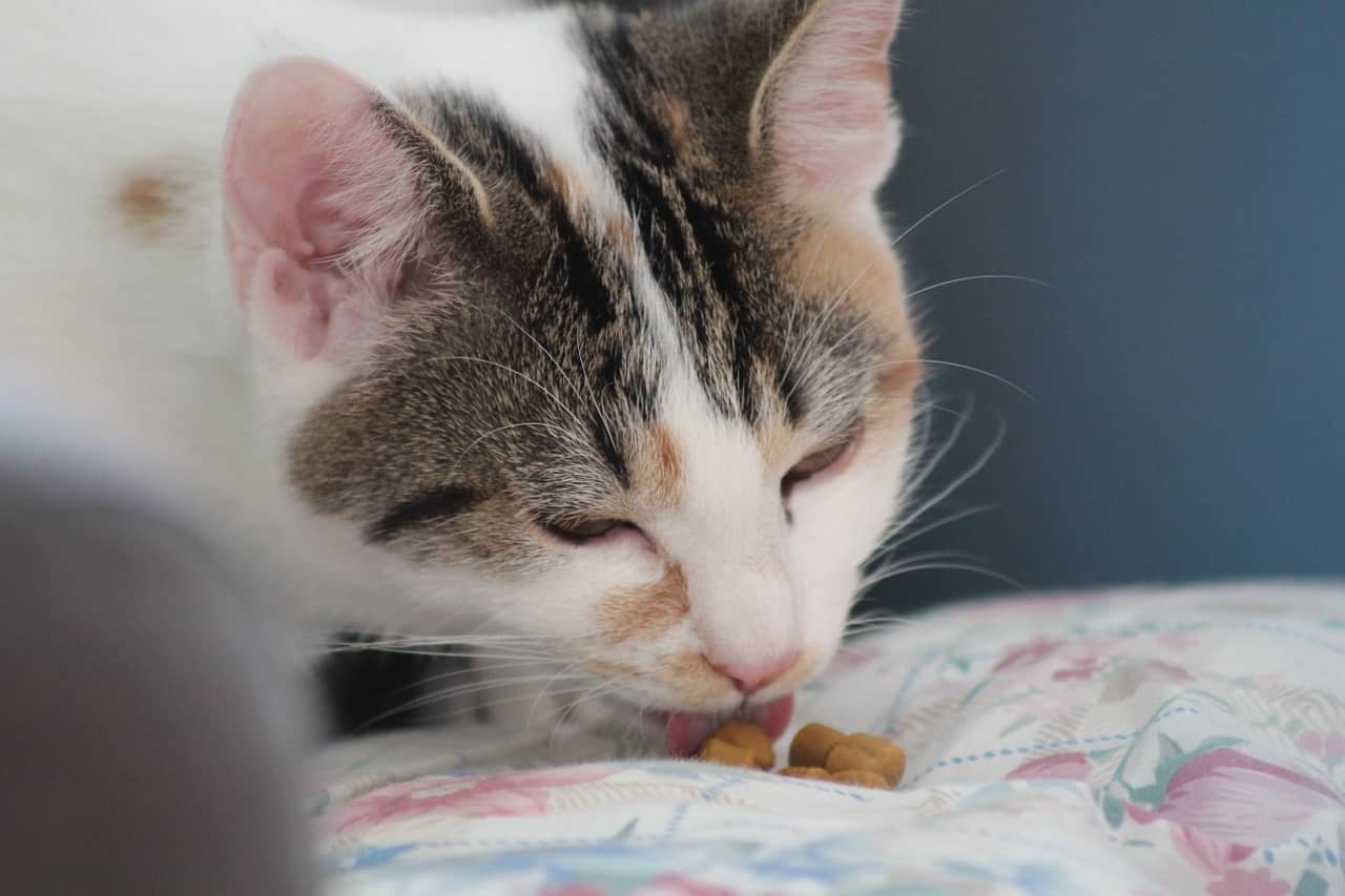demasiada sal es mala para el gato