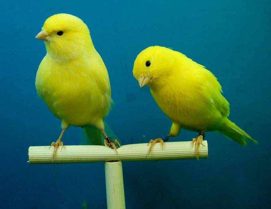 canarios amarillos