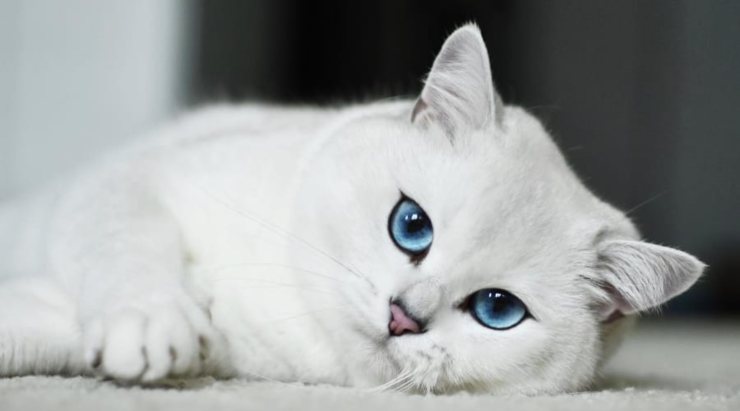 Coby el gato con los ojos más bonitos del mundo Coby los ojos más hermosos del mundo