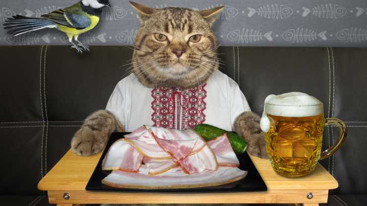 gato puede comer tocino