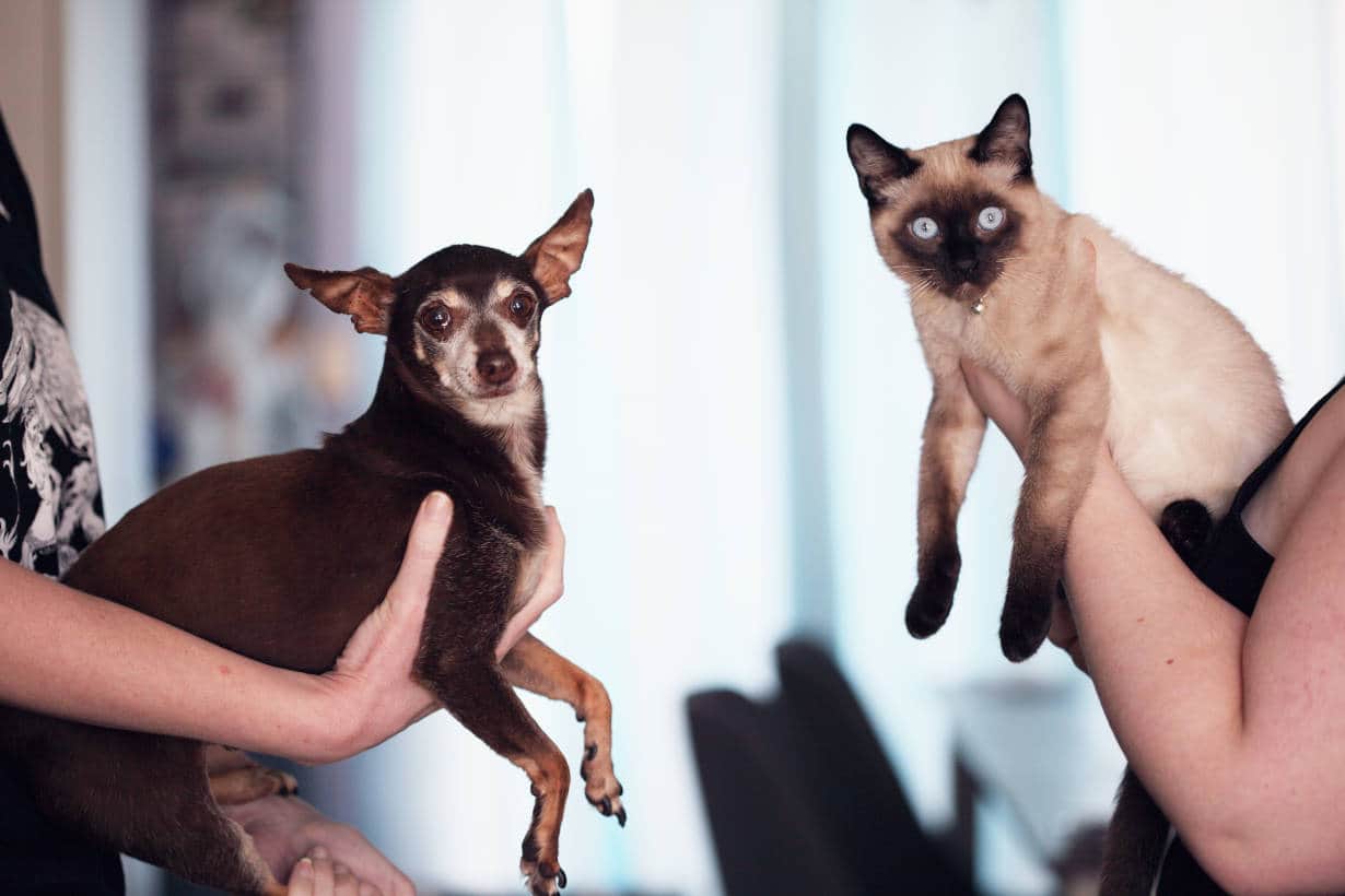 Perro o gato más inteligente