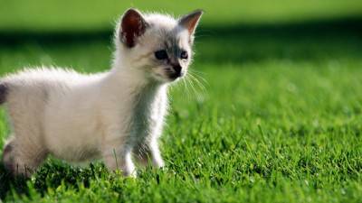 gato cachorro