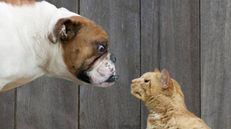 perro gato gatos mejores perros mascotas