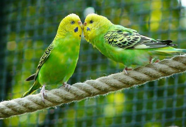 loros de verano