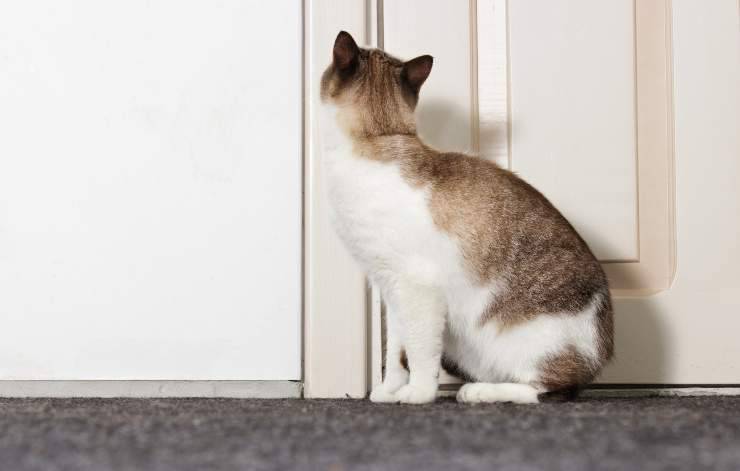 los gatos extrañan a su humano