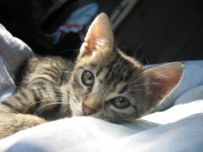gato cachorro