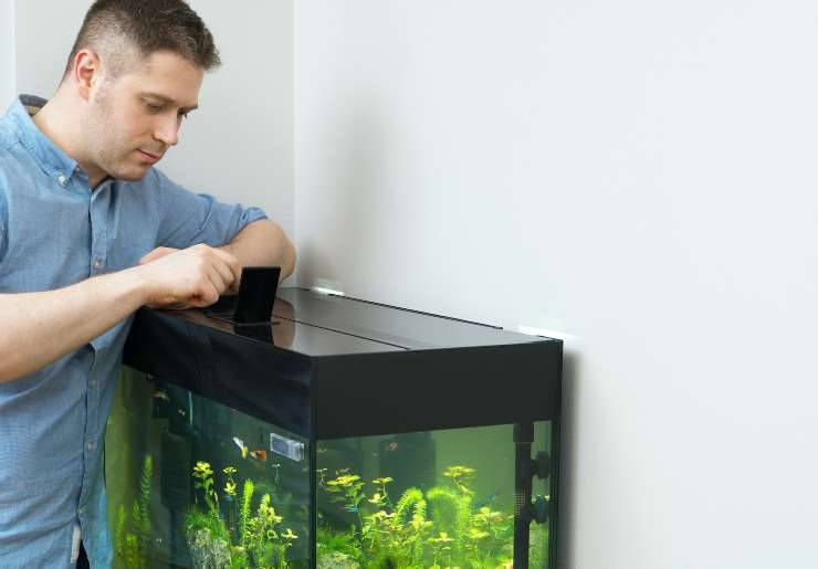 Los peces reconocen a su acuarista