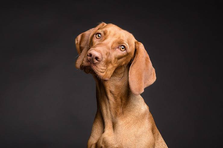 ¿Los perros reconocen su propio nombre? (Foto Pixabay)