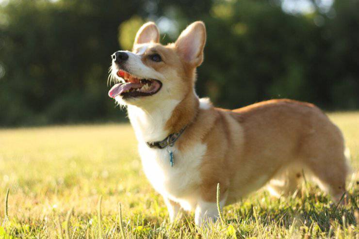 ¿Los perros se broncean cuando toman el sol?