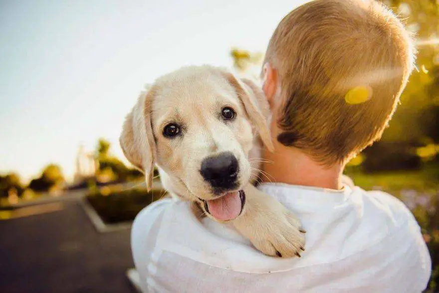 carta al perro