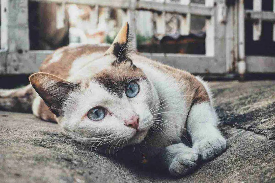 gato enfriado