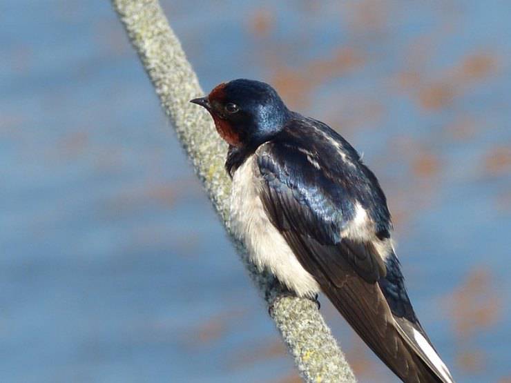 porque dicen que una golondrina no hace primavera