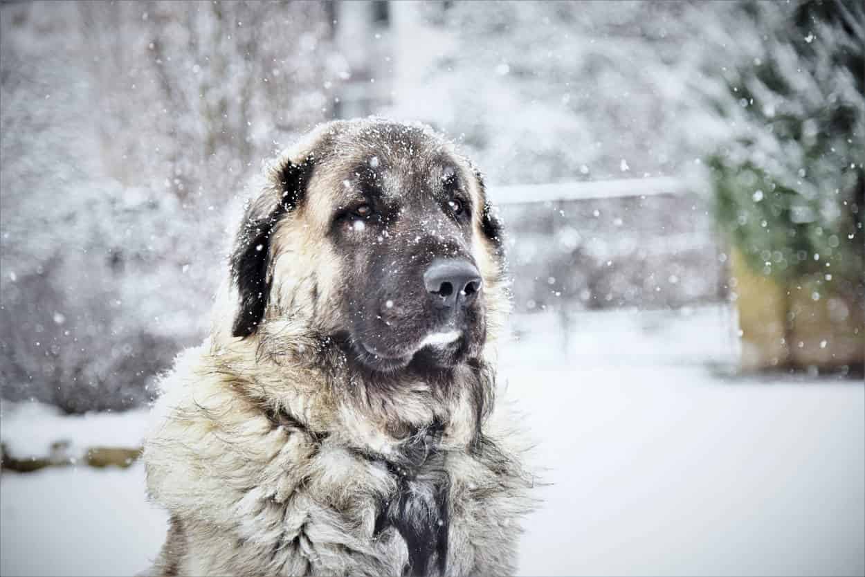 hace frío perro