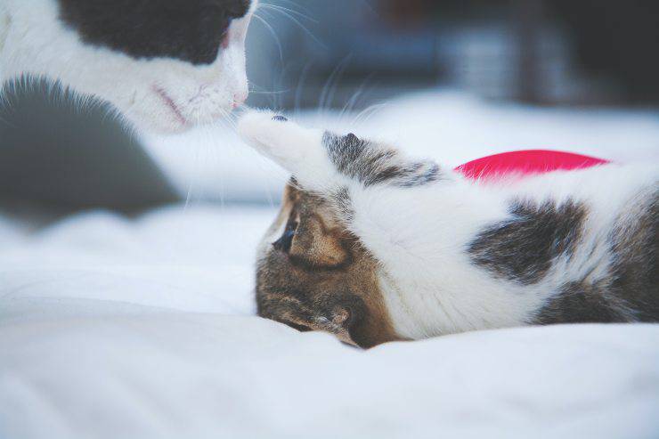 El gato lo huele todo