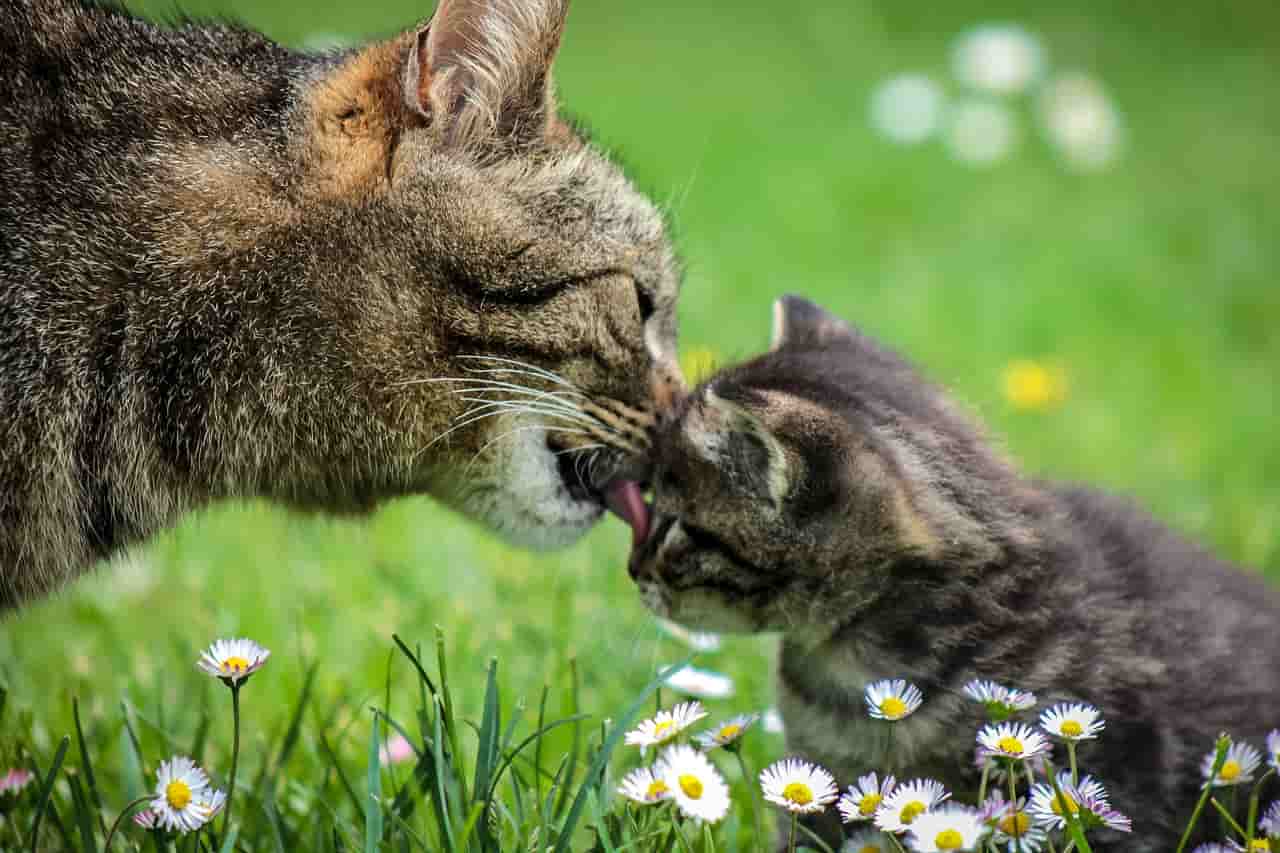 gato mueve cachorros