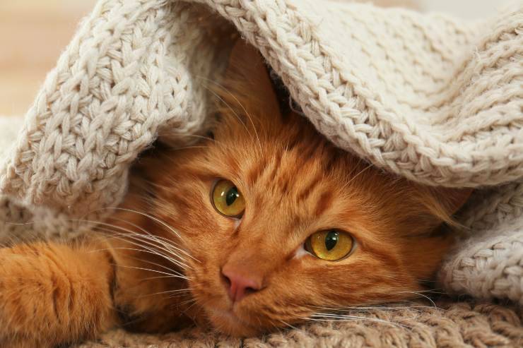 Porque el gato se esconde bajo las mantas