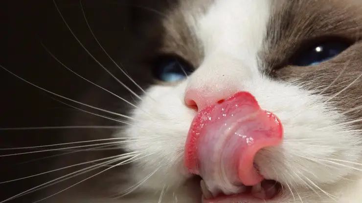 Por qué el gato se lame los bigotes ¿Por qué el gato se lame los bigotes?
