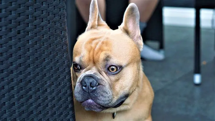 Perro que teme a su sombra Porque el perro le tiene miedo a su sombra