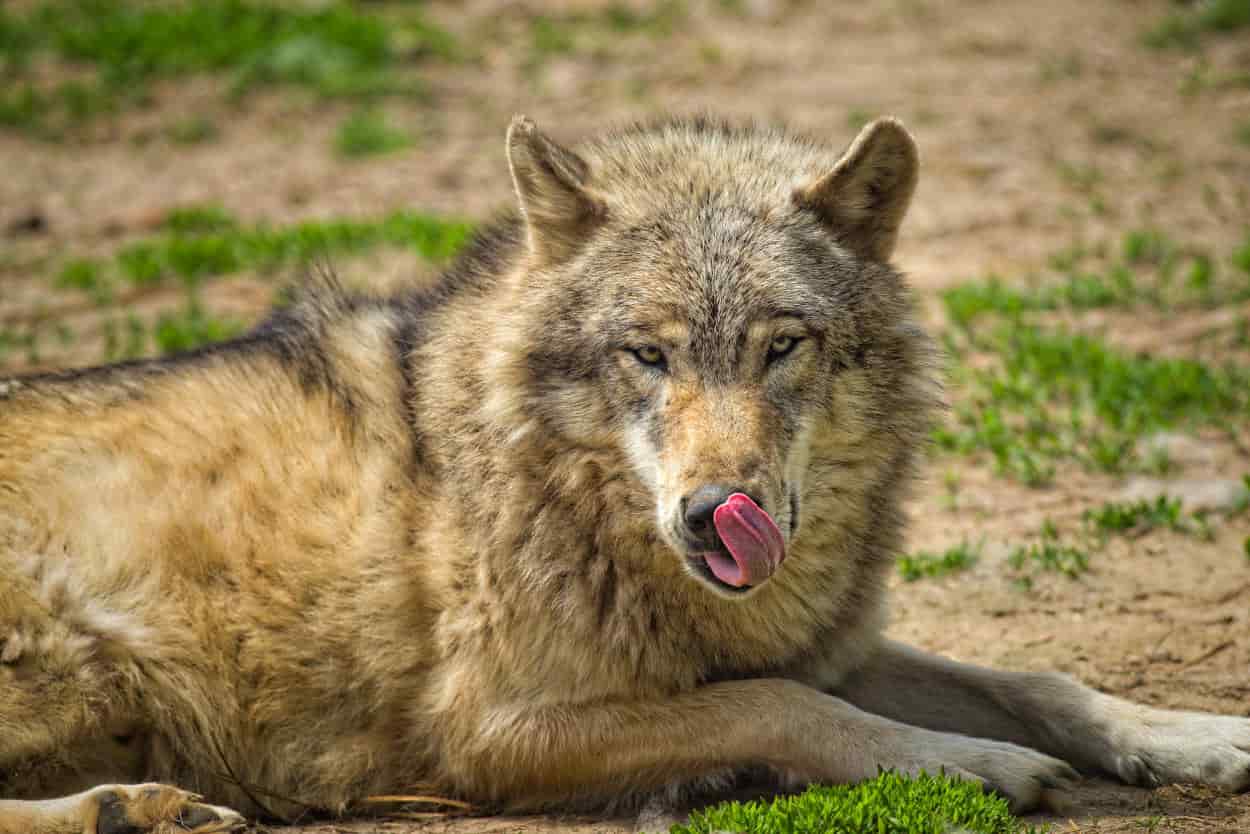 por qué el perro se lame la nariz