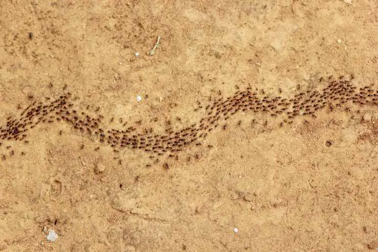 hormigas