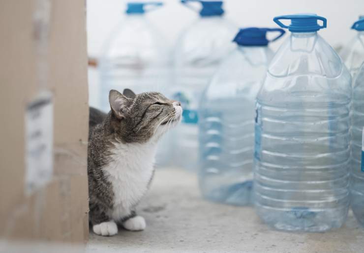 Por qué los gatos le temen a las botellas de agua