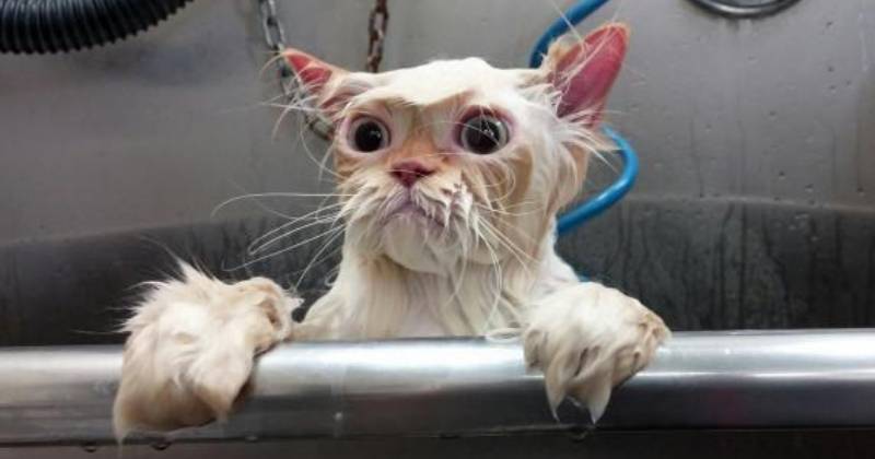 gato mojado