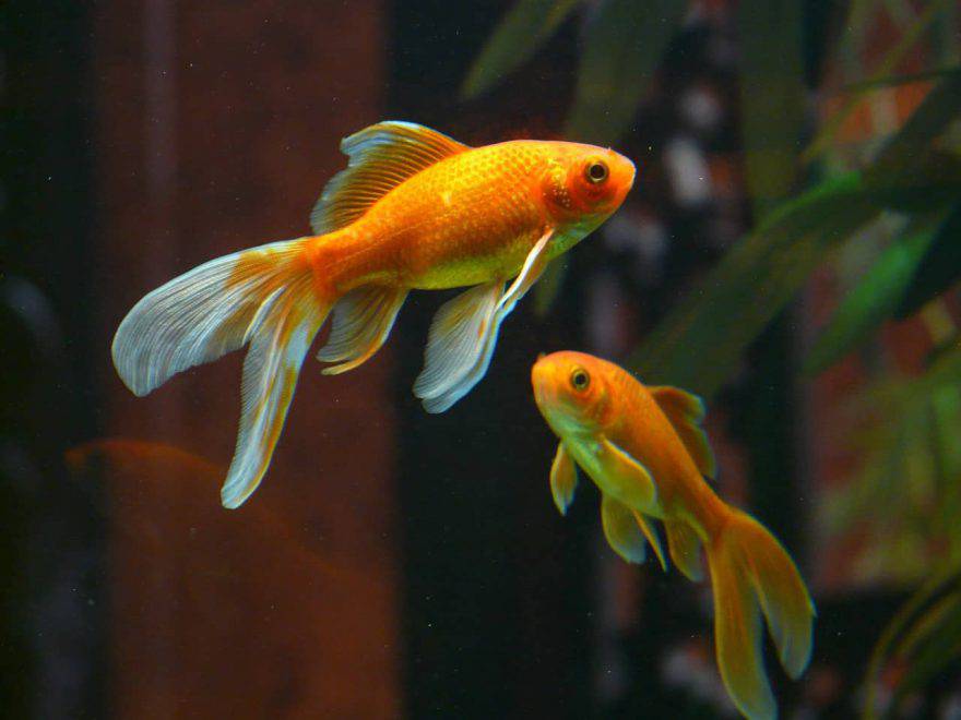 los peces se persiguen