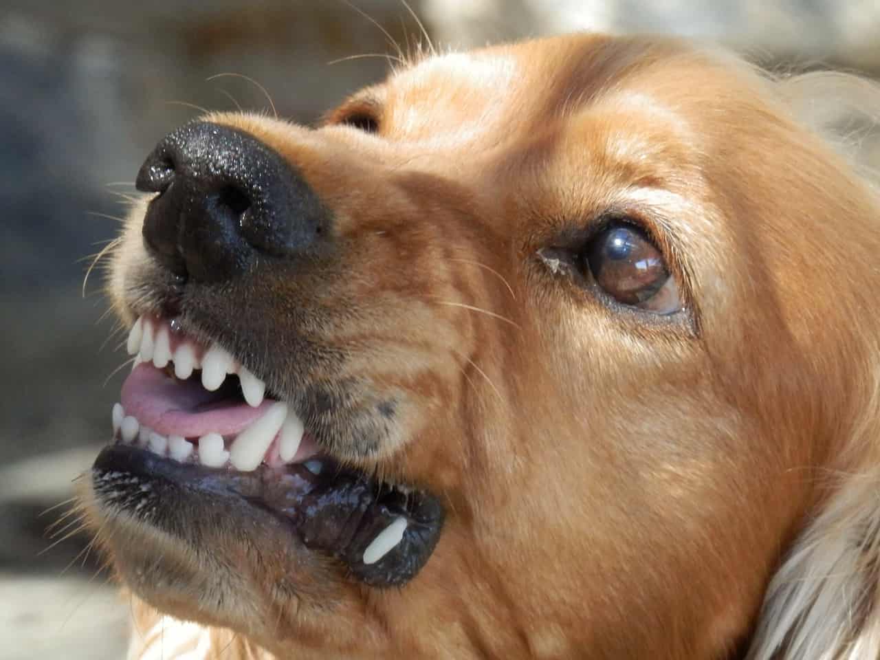perro odia a algunas personas