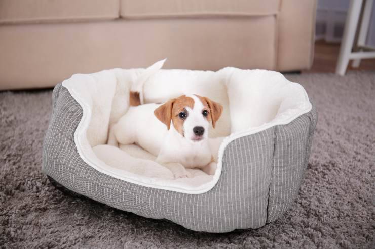 Porque el perro cava en la cama antes de irse a dormir