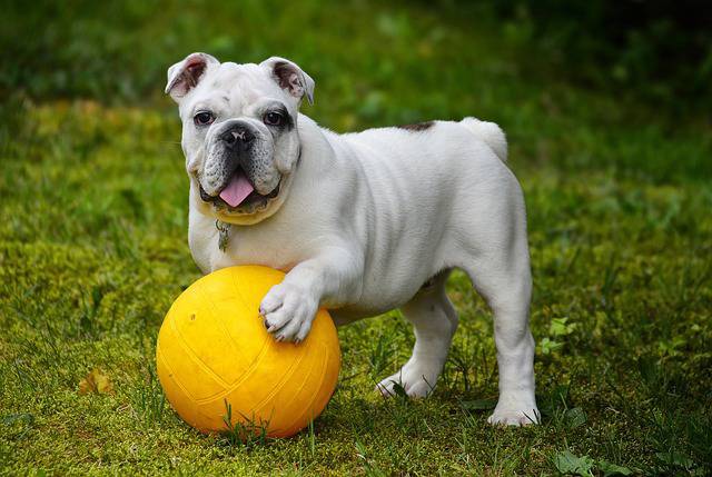 juego de perros