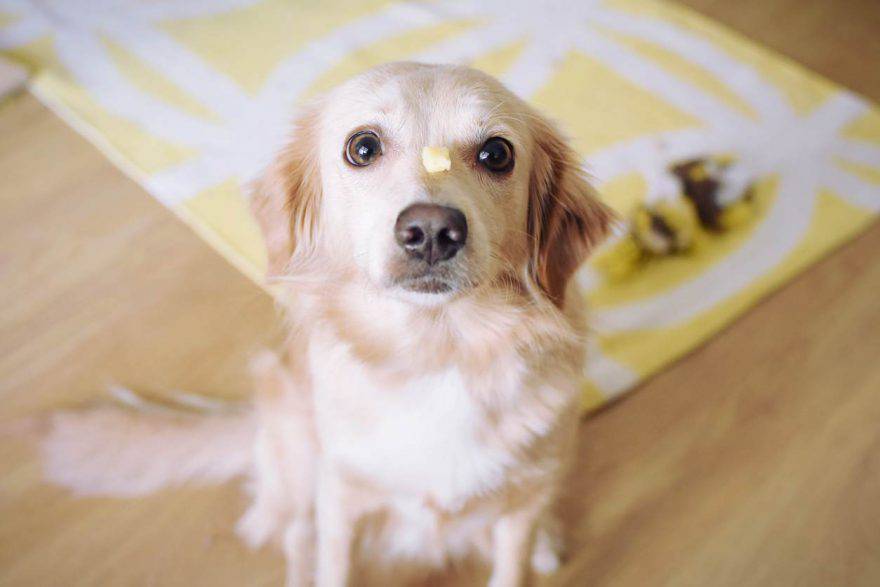 perro de queso