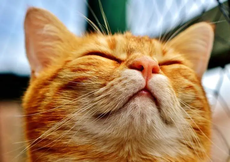 ¿Puede el gato comer comida humana?