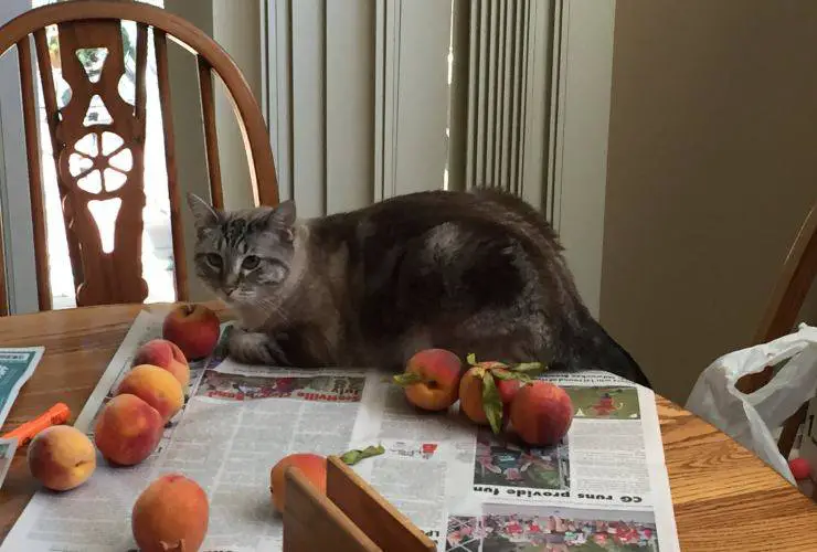 ¿Puede el gato comer melocotón?
