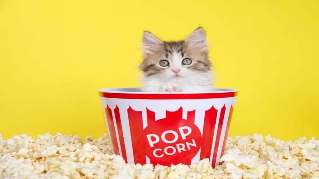 ¿Puede el gato comer palomitas de maíz? Que saber sobre esta comida ️