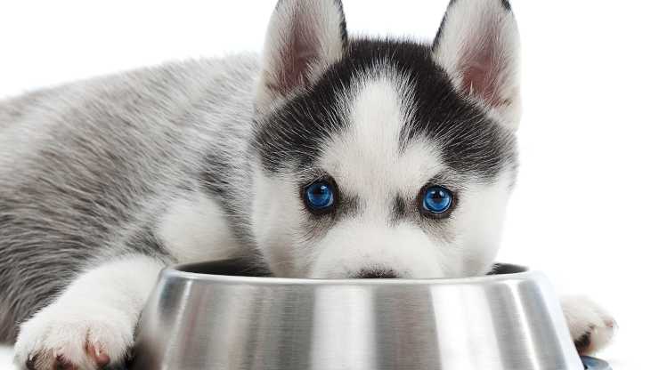 ¿Puede el perro comer comida frita? Consejos de salud de Fido perro puede comer comida frita