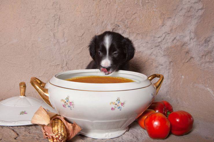 perro puede comer sopas
