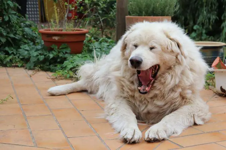 el perro puede infectarse con los bostezos del hombre