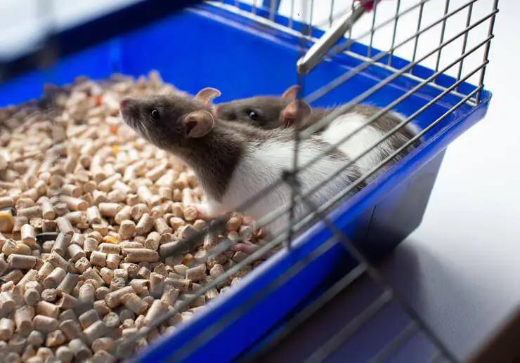 el ratoncito puede comer comida para gatos