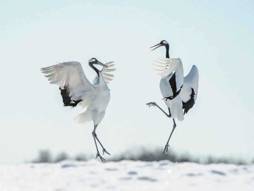 los animales pueden bailar