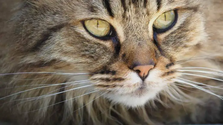 El gato pierde sus bigotes