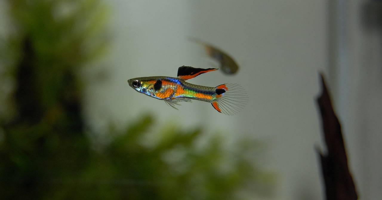 coexistencia de peces de colores