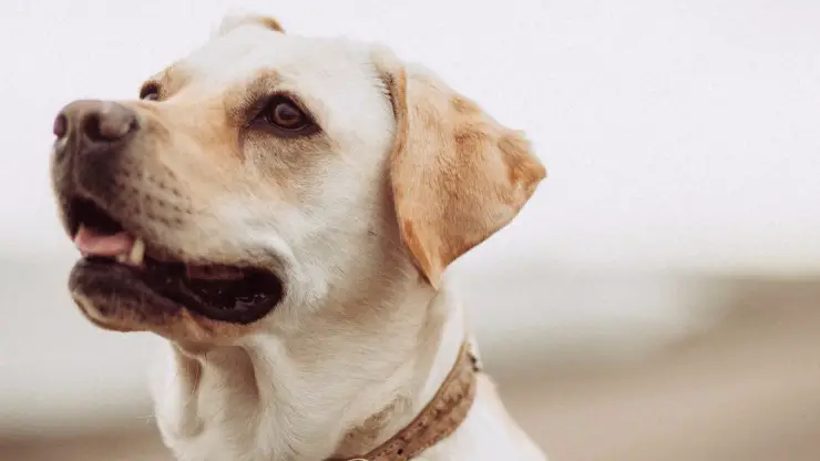 El perro puede comer berenjena El perro puede comer berenjena