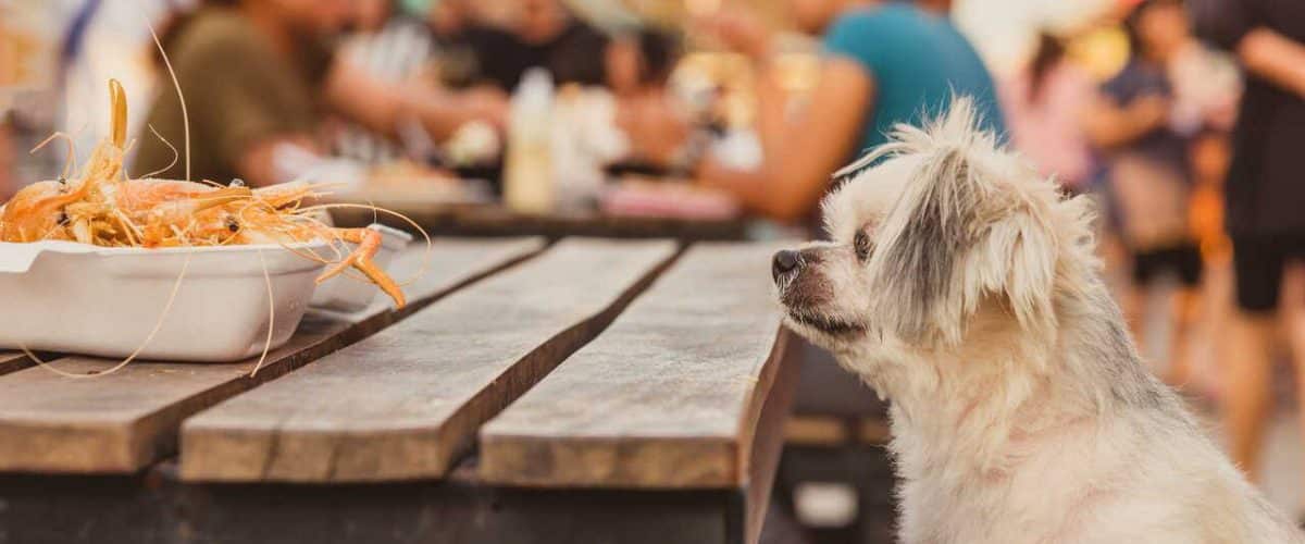 Los Perros Pueden Comer Gambas Peladas