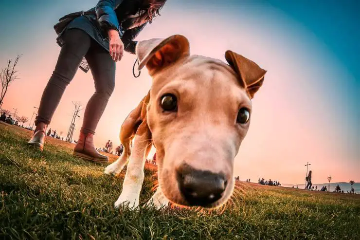 perro puede comer pavo