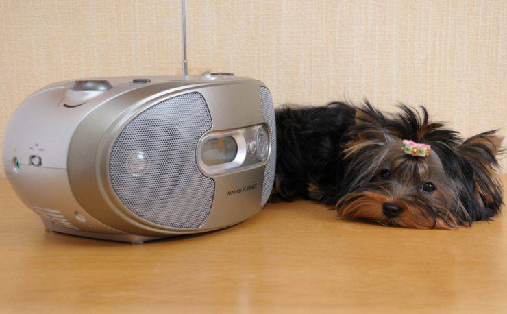 perro musical