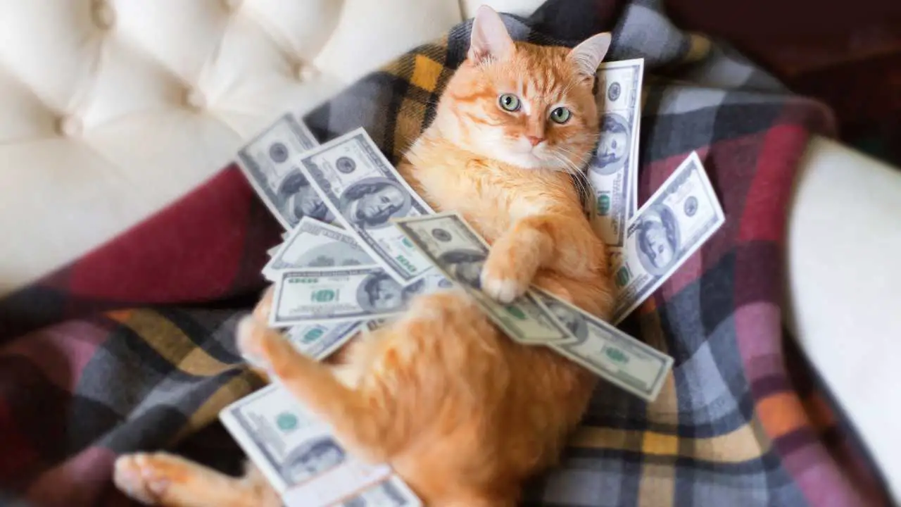 gato en una cama llena de dinero ¿Puedes dejarle la herencia al gato?