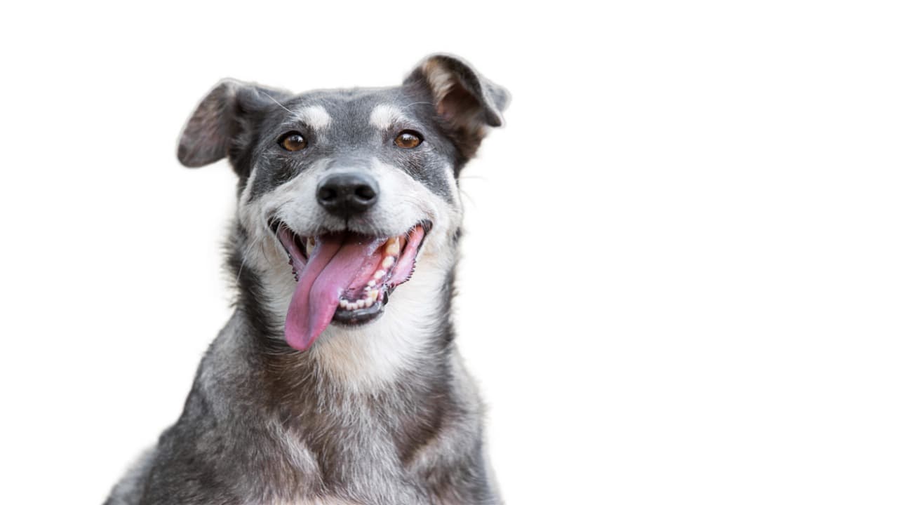 perro de barrio perro de barrio