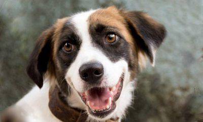 los perros nos miran